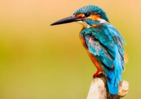 How to Choose the Right Surgical Veterinary Services for Your Pet’s Specific Needs