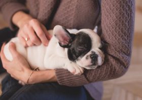 Top 10 Most Common Veterinary Surgical Procedures