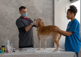 What Can You Expect at Your Pet’s First Dental Surgery?