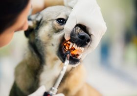 What Does a Vet Dentist Do During a Pet Dental Check-Up?