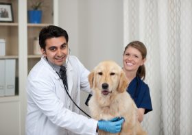 Who Should Opt for Laser Therapy in Pet Dentistry?