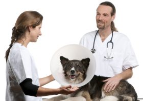 When Should You Consider a Specialist for Your Pet’s Care?