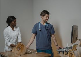 How Do Internal Medicine Vets Handle Pet Quarantine Inspections?