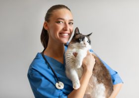 How Do I Find a Highly Rated Veterinarian in My Area?