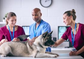 How to Spot a Reputable Veterinary Practice: Red Flags and Best Practices