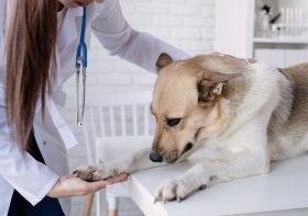 When Should You Prioritize Vet Lab Tests for Your Pet’s Health?